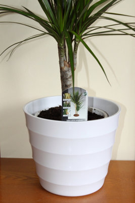 Quality Small White Rigid Plastic Plant Pot Cover -Contempory Ridged Design- Ideal to Sit House Plants In