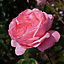 Queen Elizabeth Rose Bush Gift Wrapped  - Traditional Pink Rose Plant 5 Litre Pot