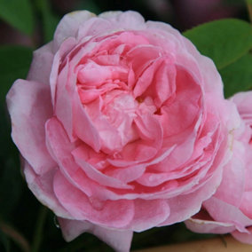 Queen of Denmark Rose Bush Pink Flowering Roses Shrub Rose 4L Pot