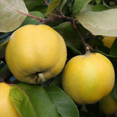 Quince Serbian Gold Fruiting Outdoor Fruit Tree 9L Pot QA Rootstock 1m ...