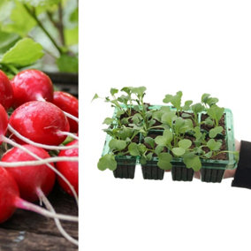 Radish 'Cherry Belle' Plants - 8 Pack - Easy Planting