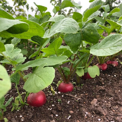 Radish 'Cherry Belle' Plants - 8 Pack - Easy Planting