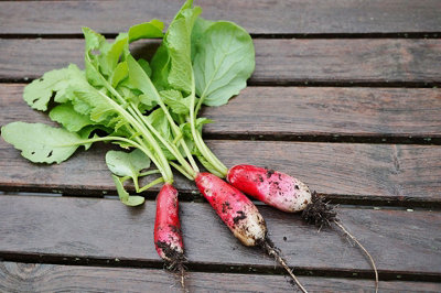Radish French Breakfast Vegetable Seeds (Approx. 280 seeds) by Jamieson Brothers