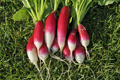 Radish French Breakfast Vegetable Seeds (Approx. 280 seeds) by Jamieson Brothers - 3