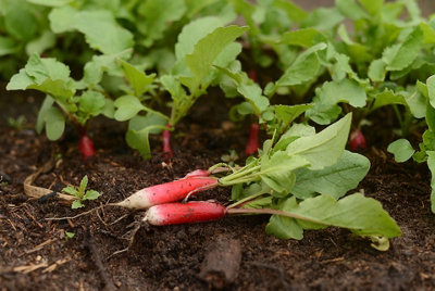 Radish French Breakfast Vegetable Seeds (Approx. 280 seeds) by Jamieson Brothers - 4