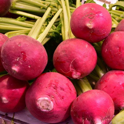 Radish Giant Butter Easy Grow Edible Vegetable Mild Sweet Crisp Hardy ...