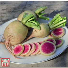 Radish Misato Rose Flesh 1 Seed Packet