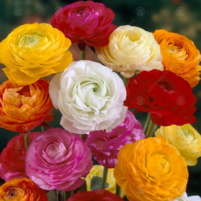 Ranunculus Flowering Bulbs - Vibrant Spring Blooms (100 Pack)