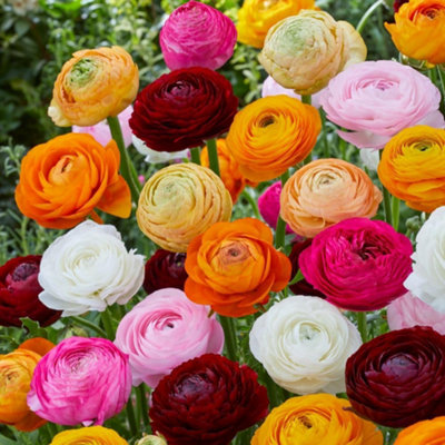 Ranunculus Mixed Bulbs - Jewel-Toned Flowers - 100 Bulbs