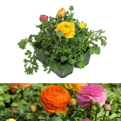 Ranunculus Mixed Plant 4 Pack - Colourful Spring Summer Garden Ready ...