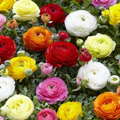 Ranunculus Mixed Plant 4 Pack - Colourful Spring Summer Garden Ready ...
