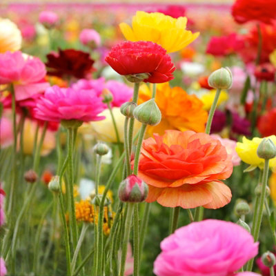 Ranunculus Mixed Plant 4 Pack - Colourful Spring Summer Garden Ready ...