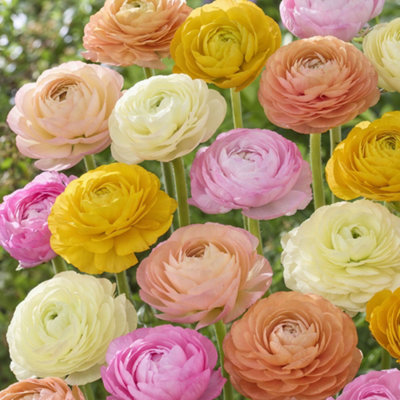 Ranunculus Peony Mix Fully Hardy Plants Spring Flowering Bulbs for ...