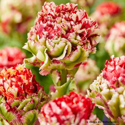 Rare Double Flaming Bird Tulip Bulbs - Red White & Green Blooms ...