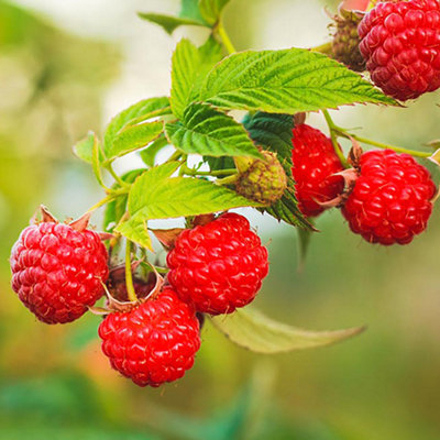 Close up of a raspberry plant with ripe raspberries ready to be picked.