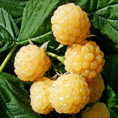 Raspberry All Gold Autumn Fruiting Bush Rubus Berry Shrub Plant 5 x ...