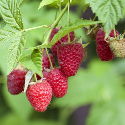 Raspberry Autumn Bliss - 2 Hardy Canes - Delicious Red Berries - Bare Root