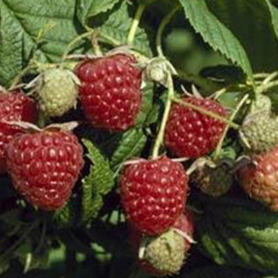 Raspberry Autumn Bliss Autumn Fruiting Bush Rubus Shrub Plant 5 x Bare Root