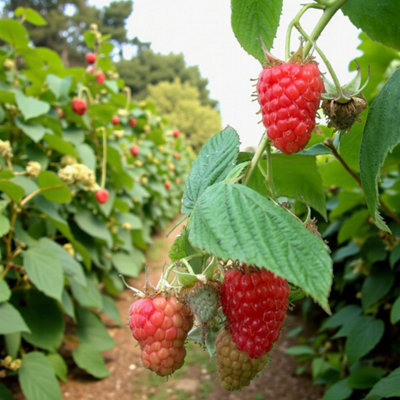 Raspberry Cascade Delight Fruit Plant in 9cm Pot - Easy Grow Fruit Bush ...