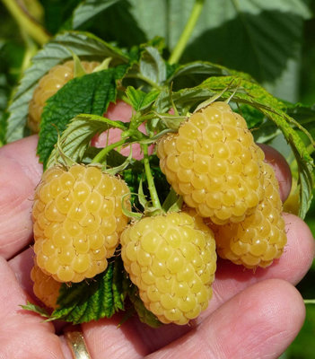 Raspberry Fallgold Plant - Rubus Raspberry Fallgold Plant in a 12cm Pot
