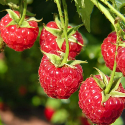 Raspberry Glen Ample Fruit Plant in 9cm Pot - Easy Grow Fruit Bush for ...