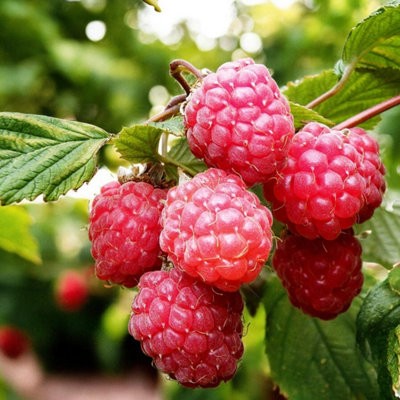 Raspberry Glen Ample Fruit Plant in 9cm Pot - Easy Grow Fruit Bush for ...
