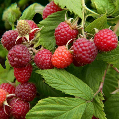 Raspberry Glen Ample Fruit Plant in 9cm Pot - Easy Grow Fruit Bush for ...