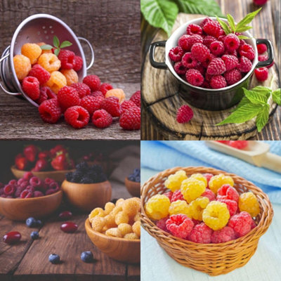 Raspberry Grower s Choice Mixed Summer & Autumn Fruiting Hardy Plants ...