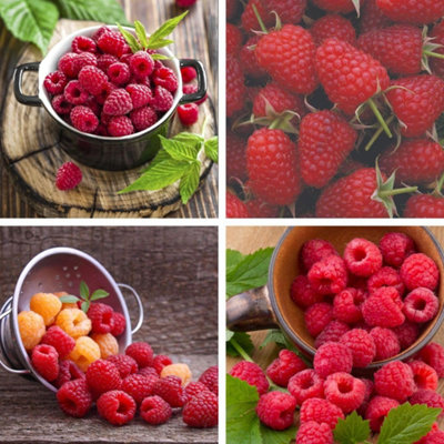 Raspberry Grower s Choice UK Fruit Canes - Summer/Autumn Fruiting ...