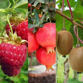 Raspberry, Kiwi & Pomegranate Fruit Plant Mix - 3 Fruit Plants in 9cm Pots