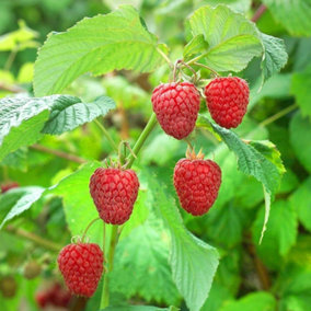 Raspberry Malling Promise Fruit Bush Early Summer Fruiting Plant 5 x Bare Root
