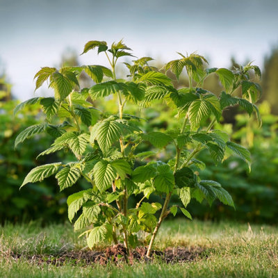 Raspberry plant - 2 pcs. - Rubus idaeus Malling Promise - H50-60cm ...