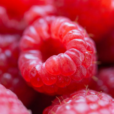 Raspberry plant - 2 pcs. - Rubus idaeus Malling Promise - H50-60cm ...