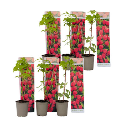 Raspberry plant - 6 pcs. - Rubus ideaus Autumn Bliss - Height 25-40cm - Pot  9cm