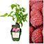 Raspberry Plant - Double Fruiting 'Twotimer Sugana Red' - FRUITS TWICE A YEAR