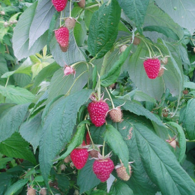 Raspberry Polka Fruit Bush Rubus Fruiting Berry Shrub Plant 5 x Bare Root Cane