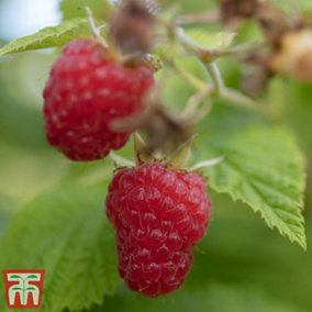 Raspberry (Rubus Idaeus) Cascade Delight 3 Canes - Grow Your Own Fruit