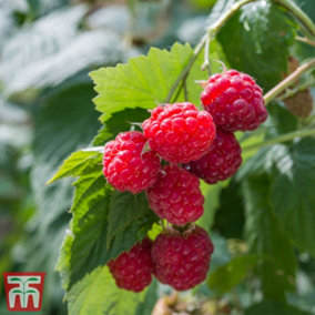 Raspberry (Rubus idaeus) Glen Ample 12 Canes - Grow Your Own Fruit