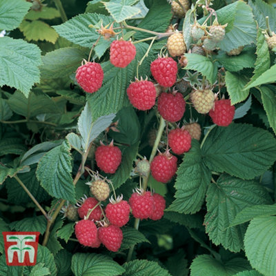 Raspberry (Rubus Idaeus) Glen Ample 3 Canes - Grow Your Own Fruit