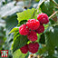 Raspberry (Rubus idaeus) Glen Ample 6 Canes - Grow Your Own Fruit