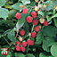Raspberry (Rubus idaeus) Glen Ample 6 Canes - Grow Your Own Fruit