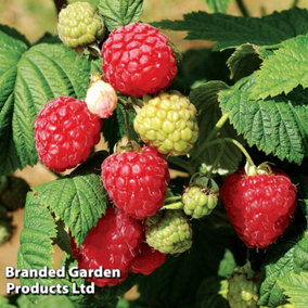 Raspberry (Rubus Idaeus) Octavia 3 Canes -  Grow Your Own