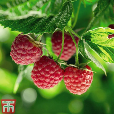 Raspberry (Rubus Idaeus) Polka 6 Canes | DIY at B&Q