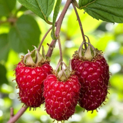 Raspberry Rubus Tulameen in 11cm Pot - Heavy Yielding Fruit Bush for Garden