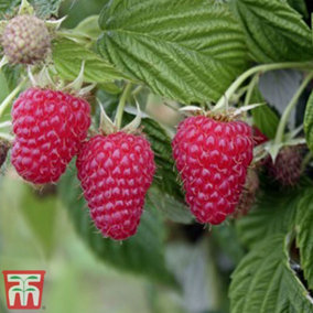 Raspberry Summer Lovers Late 9cm Potted Plant x 1 - Grow Your Own Fruit
