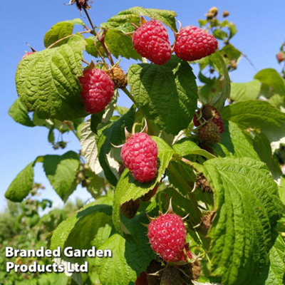 Raspberry Summer Lovers Late 9cm Potted Plant x 6