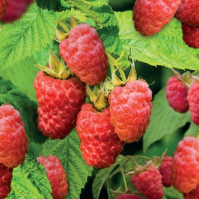Raspberry Sweet Sunshine Thornless Patio Summer Fruiting Plant 18cm Pot x 2