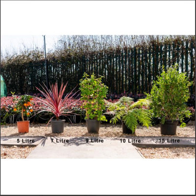 Raspberry Sweet Sunshine Thornless Patio Summer Fruiting Plant 18cm Pot x 2