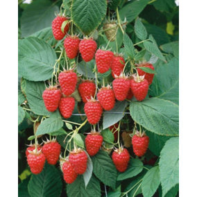 Raspberry Tulameen - Award Winning Raspberry Plant (Pack of 3)