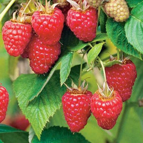 Raspberry Tulameen/ Rubus Idaeus Tulameen - 2L Pot